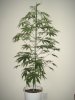 03-25 HAWAIIAN SNOW.JPG