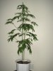 03-25 ARJAN'S HAZE #1.JPG