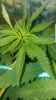 Screenshot_20170913-200958.png