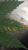 IMG_1422.PNG