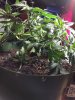 IMG_20170922_183502.jpg