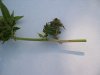 grasshopper.2.JPG