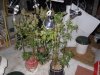 Goji 62 days (15).jpg Goji 62 days (15).jpg