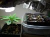 SeedStart.jpg