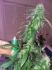 20170930_083236cc.jpg