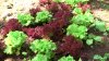 lettuce.jpg lettuce.jpg