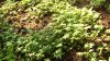 baby-kale.jpg baby-kale.jpg