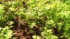 pepper-cress.jpg pepper-cress.jpg