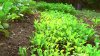 arugula.jpg arugula.jpg