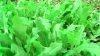 baby-oak-leaf.jpg baby-oak-leaf.jpg