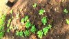 lettuce-transplants.jpg lettuce-transplants.jpg