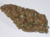 ACAPULCO GOLD 038.JPG