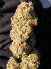 bd drying (5).JPG