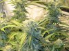 sourdbud.JPG