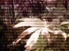 DCFN0003.jpg