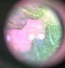 spots2.JPG