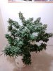 IMG_20171022_194217.jpg