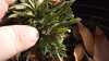 DSCF0634.jpg