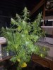20171027_064331.jpg