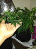 IMG_20171028_210212.jpg