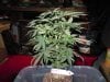 More Cowbell 1 56 days from seed.jpg