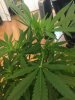 Pineapple_12_2.JPG