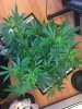 Pineapple_12_3.JPG
