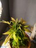 IMG_20171103_160448.jpg