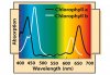 chlorophyll-absorption.jpg