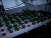 grow 30109 013.jpg