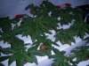 grow 30109 014.jpg