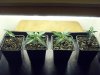 NEW CANNA 008.jpg