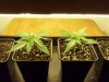 NEW CANNA 001.jpg