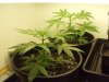 NEW CANNA 010.jpg