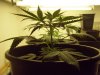 NEW CANNA 012.jpg