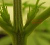 NEW CANNA 014.jpg