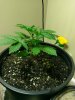 IMAG0488.jpg