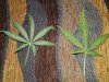 20171113_201030.jpg