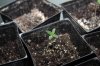 indoor-grow-california-cannabis-plant-californian-seedling-i-give-thanks-new-life-99235369.jpg