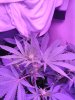 IMG_20171120_181115.jpg