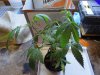 DSC00876.JPG