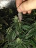 IMG_20171121_184014.jpg