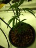 Cheese #4 - 4.jpg