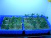 DSCN4405.jpg