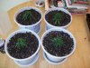 100_0062.jpg