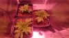 IMG-20171201-WA0000.jpeg