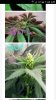 Screenshot_2017-12-06-01-35-04.jpg