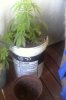 IMG-20171119-WA0002.jpeg IMG-20171119-WA0002.jpeg