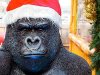 Gorilla_Santa_4344.jpg