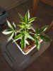 white widow coco week3 #1.jpg